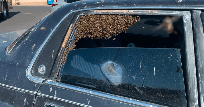 Tufa e bletëve sulmon shoferët, gjashtë persona përfundojnë në spital