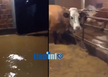 Përmbytje të mëdha në disa fshatra të Podujevës (VIDEO)