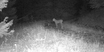 Rrëqebulli i Ballkanit shfaqet në zonën e Gurit të Nikës!