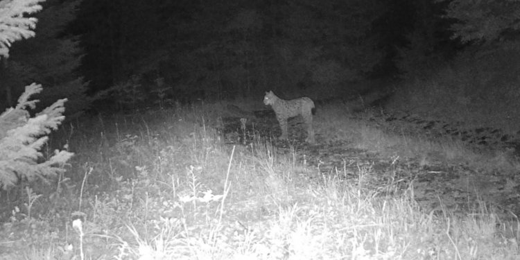 Rrëqebulli i Ballkanit shfaqet në zonën e Gurit të Nikës!