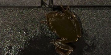 Pse bretkosat në Çernobil janë të zeza?