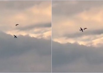 Momenti i përplasjes së dy aeroplanëve në Gjermani, vdesin të dy pilotët