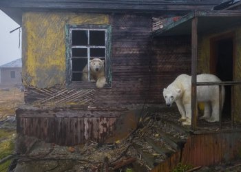 Imazhe të pabesueshme, fotografitë më të mira nga bota e egër!