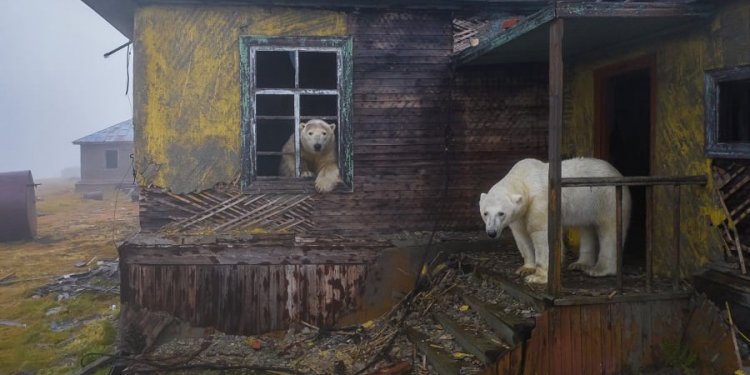 Imazhe të pabesueshme, fotografitë më të mira nga bota e egër!