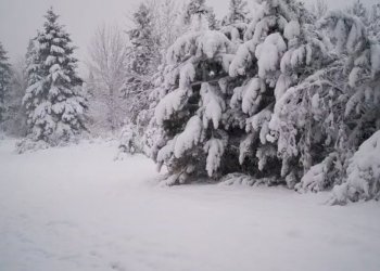 Reshje të dendura bore në pemët dhe livadhet ende të gjelbërta!