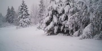 Reshje të dendura bore në pemët dhe livadhet ende të gjelbërta!