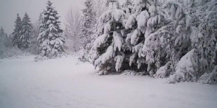 Reshje të dendura bore në pemët dhe livadhet ende të gjelbërta!