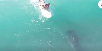 Sekondat e tmerrit, peshkaqeni noton poshtë sërfistit!