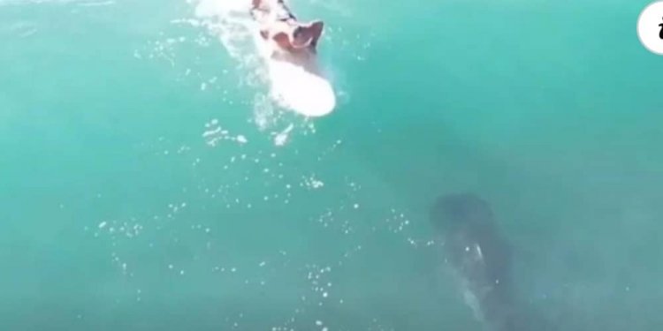 Sekondat e tmerrit, peshkaqeni noton poshtë sërfistit!