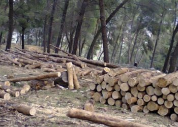 Shteti vendos t’i pastrojë malet, Komuna në Kosovë që po i shet drunjtë për dimër 18 euro për metër