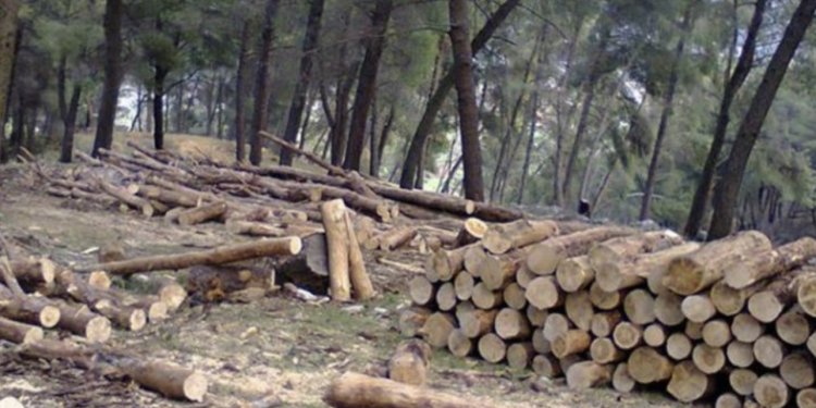 Shteti vendos t’i pastrojë malet, Komuna në Kosovë që po i shet drunjtë për dimër 18 euro për metër