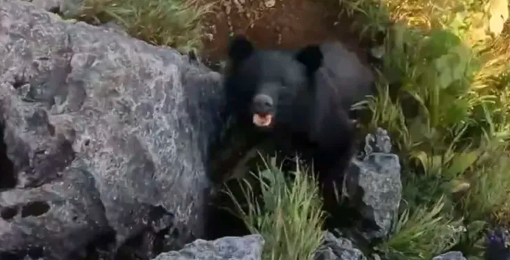 Lufta e turistit me ariun e zi, filmohet i tërë tmerri