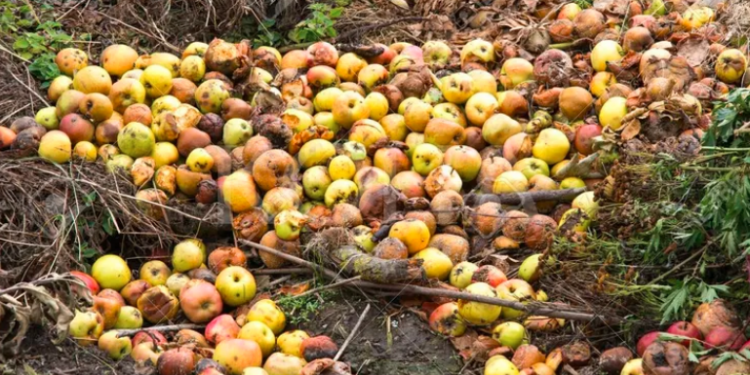 Mollët kalben në pemë, fermeri: Punuam kot, nuk po i blen askush