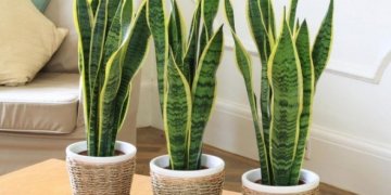 Pse nuk duhet t’i lini kurrë bimët në këto vende gjatë dimrit