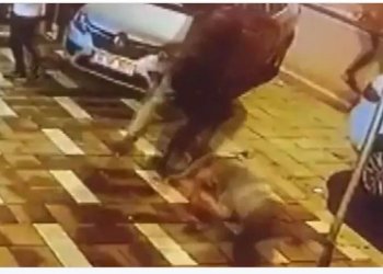Tërmeti i së martës në Turqi: kapet në kamerë momenti kur i riu hidhet nga kati i tretë!