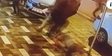 Tërmeti i së martës në Turqi: kapet në kamerë momenti kur i riu hidhet nga kati i tretë!