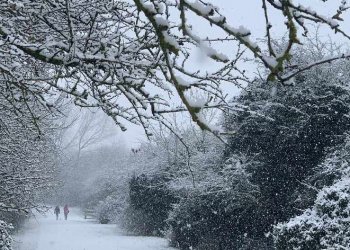 Ku priten reshje bore?