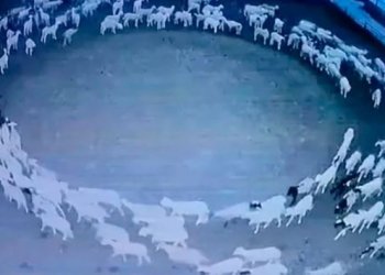 Zbulohet misteri i deleve që ecën për 12 ditë në formë rrethi