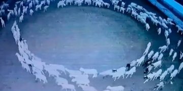 Zbulohet misteri i deleve që ecën për 12 ditë në formë rrethi