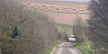 Misteri i ecjes së deleve në rreth raportohet edhe në vendet tjera