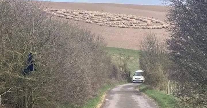 Misteri i ecjes së deleve në rreth raportohet edhe në vendet tjera