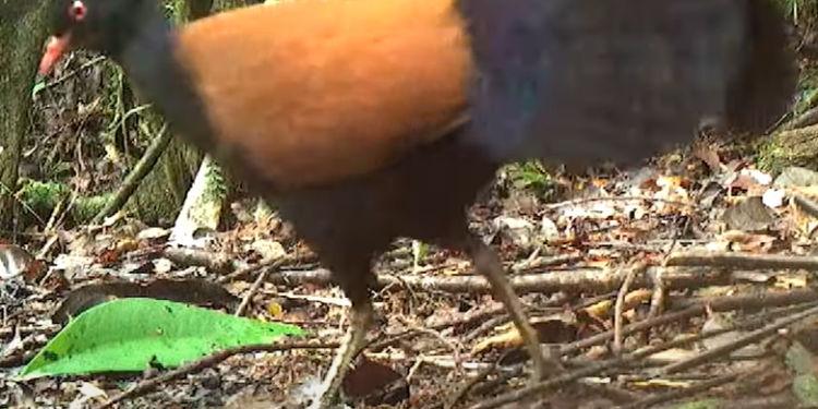 Një zog që mendohej se ishte zhdukur prej 140 vjetësh, zbulohet në pyje