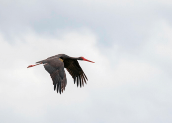 Lejlekët nga Kosova arrijnë në Rumani e Egjipt