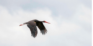 Lejlekët nga Kosova arrijnë në Rumani e Egjipt