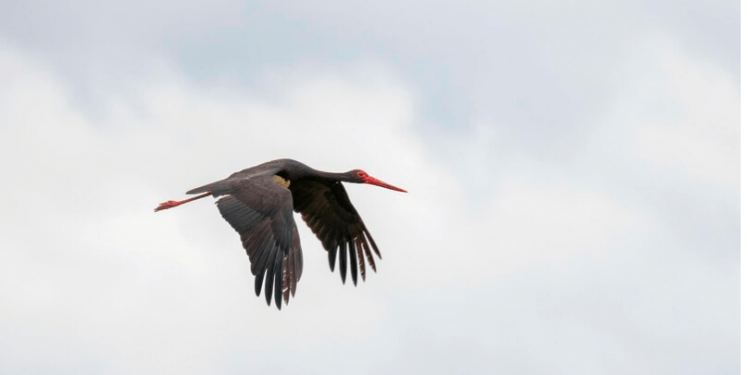Lejlekët nga Kosova arrijnë në Rumani e Egjipt