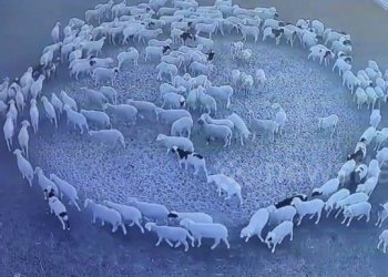 Misteri në Kinë, një tufë delesh ecin pandërprerë në rreth për 12 ditë!