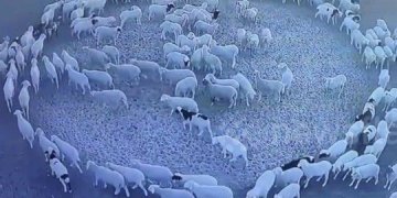 Misteri në Kinë, një tufë delesh ecin pandërprerë në rreth për 12 ditë!