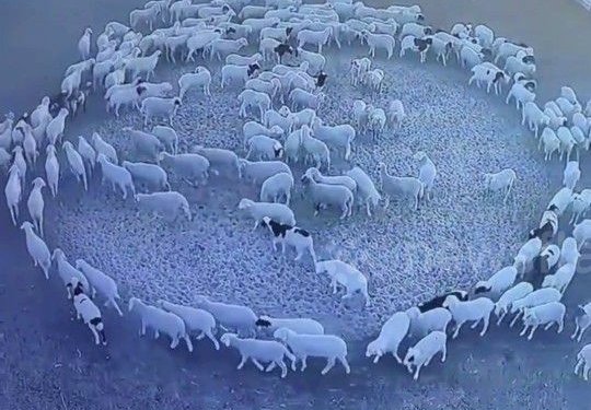 Misteri në Kinë, një tufë delesh ecin pandërprerë në rreth për 12 ditë!