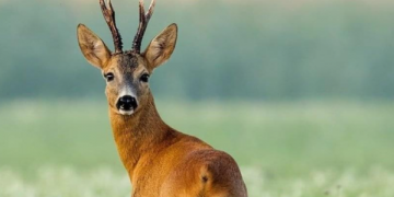 Flet gjuetari kosovar që postoi drenushën e vrarë në Facebook