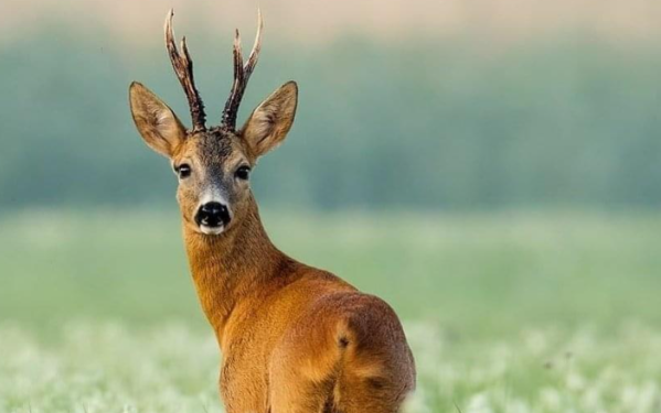 Flet gjuetari kosovar që postoi drenushën e vrarë në Facebook