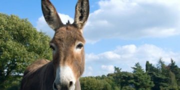 Deputetët në Zvicër do të votojnë për kushte më të mira jetese për gomarët