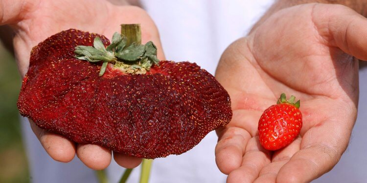 Një fermer izraelit ka shënuar rekordin Guinness, pasi ka rritur luleshtrydhet më të mëdha në botë!