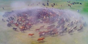 Pamje mbreslënëse të kuajve që vrapojnë në rreth