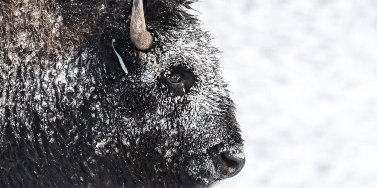 Si ngriu një shtet i tërë, foto që tregojnë pasojat e motit ekstrem në SHBA