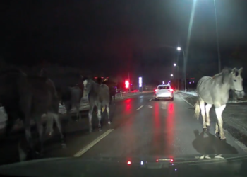 Obiliq, grumbull kuajsh në rrugë!