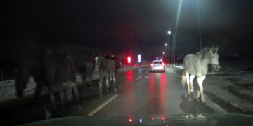 Obiliq, grumbull kuajsh në rrugë!