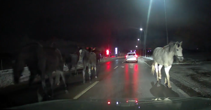 Obiliq, grumbull kuajsh në rrugë!