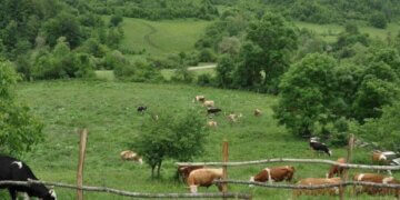 Prodhuesit vendorë: Rroga 750 euro me dy shujta dhe nuk gjenden punëtorë me punu tokën