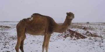 Bie borë pas 11 vitesh në shkretëtirën e Algjerisë