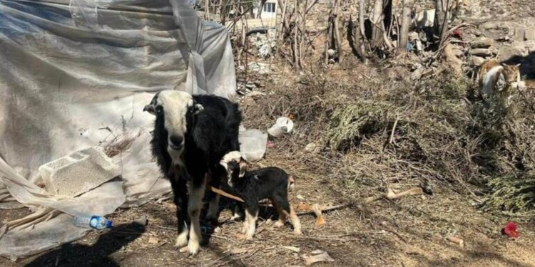 Qengji lind pak pas tragjedisë, emrin ia lanë “Tërmet”!