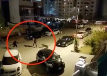 Momenti kur leopardi i ikën pronarit nga shtëpia dhe sulmon njerëzit në rrugë