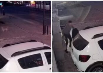 Dhjetëra qen endacakë i vërsulen një qytetari në Pejë