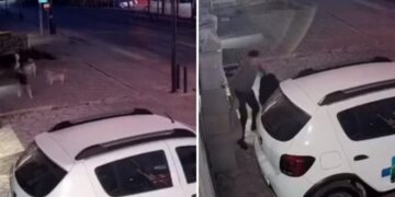 Dhjetëra qen endacakë i vërsulen një qytetari në Pejë