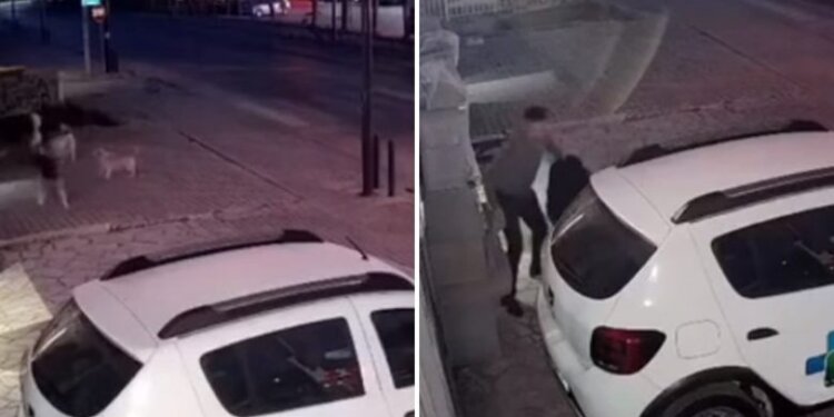 Dhjetëra qen endacakë i vërsulen një qytetari në Pejë