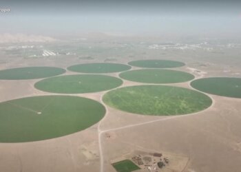 Emiratet mbjellin grurë në shkretëtirë