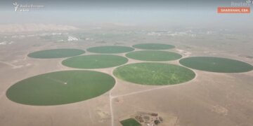 Emiratet mbjellin grurë në shkretëtirë